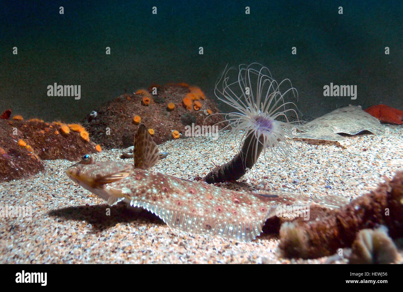Les anémones de pomme sont des créatures marines souvent trouvées dans les aquariums. Ces anémones, qui se nourrissent de poissons, présentent des caractéristiques complexes et sont généralement exposées dans des expositions marines telles que l'aquarium de la baie de Monterey. Banque D'Images