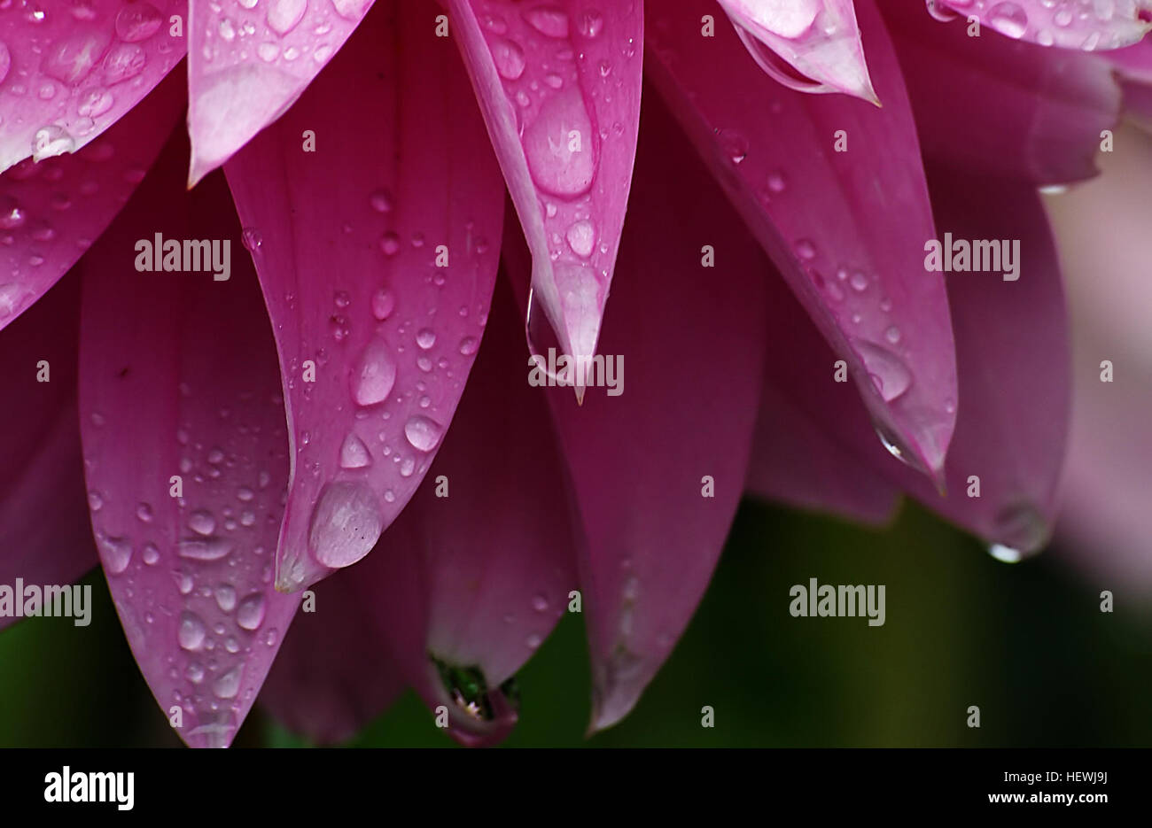 La plante, connue pour ses fleurs lumineuses et colorées, est très attrayante pour les pollinisateurs comme les abeilles, les papillons et les oiseaux. Il prospère avec un arrosage régulier et est souvent utilisé à des fins ornementales, avec des fleurs idéales pour couper et arranger dans des affichages floraux. Banque D'Images