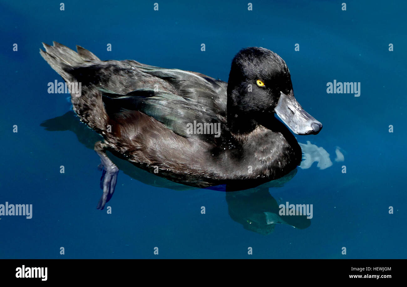 Fuligule de Nouvelle-Zélande sont tout à fait différent des autres espèces de canards résidents. L'accroupissement et sombre avec un profil arrondi, ils se produisent souvent dans les grands troupeaux, flottant avec liège-comme la flottabilité. Les fuligules sont des canards plongeurs et passent beaucoup de temps sous l'eau, où ils peuvent parcourir des distances considérables. Les deux sexes sont sombres, mais sont plumage-distingue facilement. Le mâle a un plumage brun-noir foncé bleu-vert irisé avec tête et ailes, et plus léger violacé sur la poitrine et de l'oiseau. Son iris est jaune et bleu-gris. La femelle est plus terne d'un brun chocolat, plus pâle sur son ventre. Son iris est brun et bil Banque D'Images