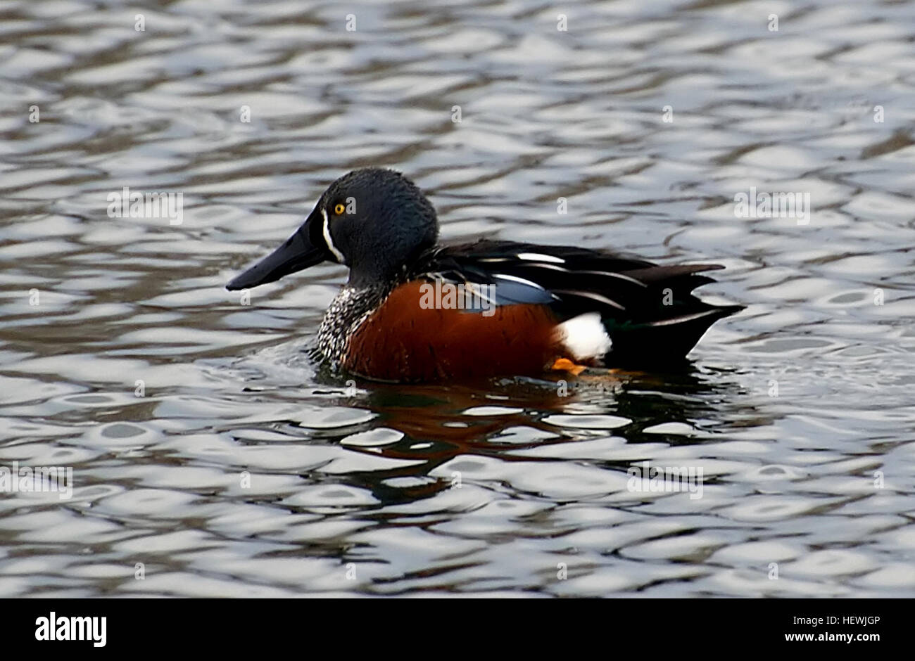 Les Maoris de Nouvelle-Zélande Shoveller Nom : Kuruwhenga Anas Rhynchotis La Nouvelle Zélande Shoveller est également connu sous le nom de l'Australasian Shoveller ou l'Kuruwhenga. Il existe deux sous espèces de ce canard souchet, l'rhynchotis qui se reproduit dans l'Australie et l'variegata qui se reproduit en Nouvelle-Zélande. Ils sont classés comme un oiseau indigène. Le Canard souchet est caractérisé par un corps long et étroit qui flotte dans l'eau faible. Il a un lourd, bleu-noir à bout pelle bill, un front en pente faible et un golden eye. En plumage nuptial, la tête est un gris-bleu avec une tache blanche verticale le long du côté o Banque D'Images