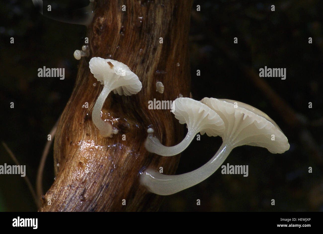 Oudemansiella australis est une espèce de champignons branchés de la famille des Physalacriaceae, originaire d'Australasie. Il pousse sur du bois pourri et produit des corps de fruits blancs avec des chapeaux jusqu'à 5,5 cm de diamètre. Le champignon est reconnu pour ses tiges épaisses. Banque D'Images