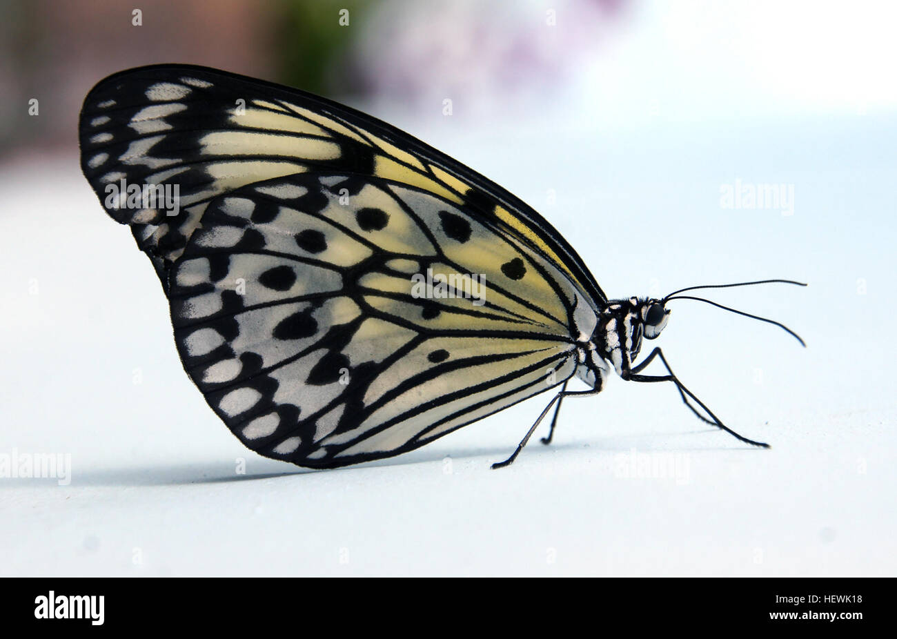 Le Cerf-volant de papier, papier de riz, ou grand arbre papillon nymphe (idée leuconoe) est particulièrement connue pour sa présence dans les serres et papillon papillon live expositions. Le kite est d'origine de l'Asie du Sud-Est. Banque D'Images