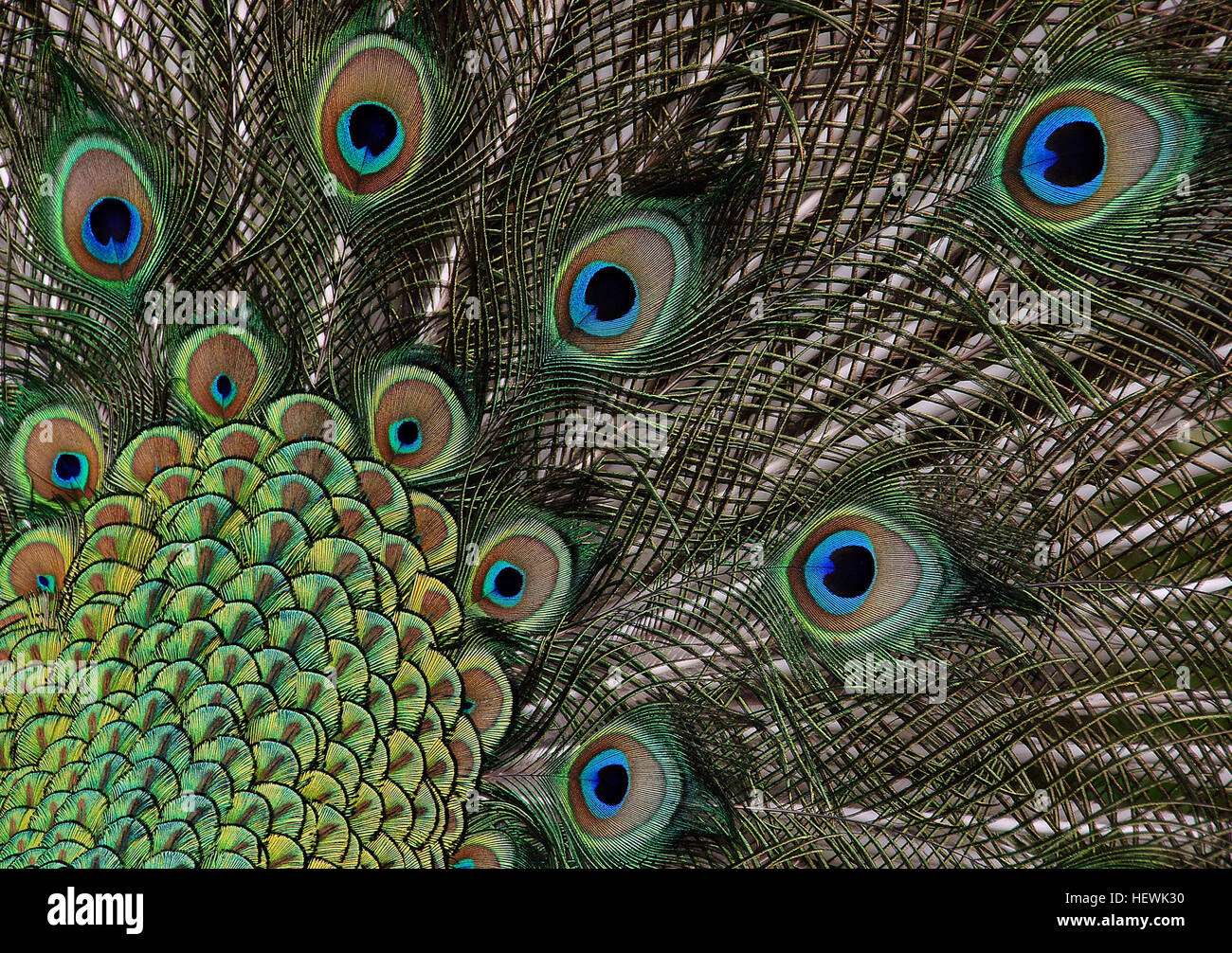 Le paon, une espèce de faisan, est connu pour son plumage bleu-vert irisé et ses plumes de queue élaborées utilisées dans les expositions de cour. Originaire d'Asie du Sud, c'est un symbole de beauté et de statut. Banque D'Images