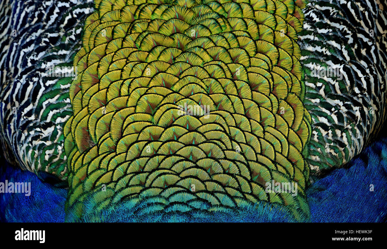 Les plumes de paon créent leurs couleurs irisées vibrantes à travers des structures microscopiques appelées lamelles. Ces couches causent des interférences, résultant en l'affichage coloré vu lorsque la lumière frappe les plumes. Des mécanismes similaires se retrouvent chez d'autres oiseaux, comme les faisans et les colibris. Banque D'Images