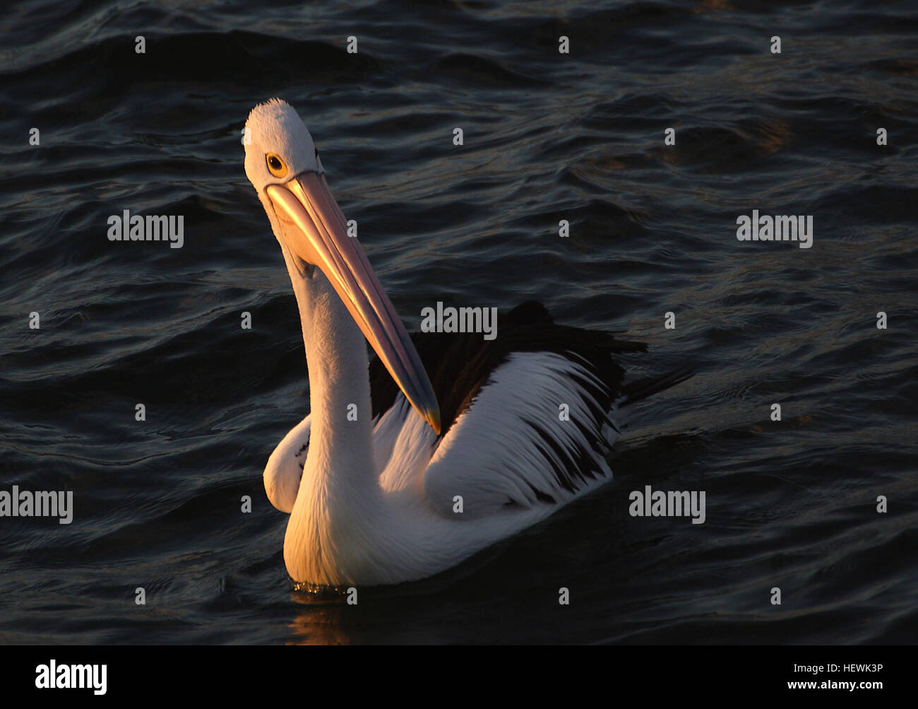 Le pélican australien est un grand oiseau d'eau connu pour son envergure impressionnante et son long bec rose. Son squelette léger lui permet de voler, tandis que sa flottabilité le maintient à flot. Il a des plumes blanches avec des bouts d'ailes noirs, une strie grise sur son cou, et des jambes et des pieds bleu-gris. Banque D'Images
