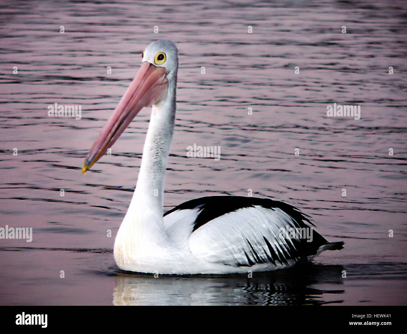 Les pélicans sont des oiseaux omnivores qui se nourrissent principalement de poissons, de crustacés, de petites tortues et de calmars. Leur méthode d'alimentation unique consiste à utiliser leur poche à bec pour ramasser l'eau, la filtrer pour capturer la nourriture. Ce comportement met en évidence l’adaptation du pélican à son environnement, démontrant des habitudes alimentaires efficaces. Banque D'Images