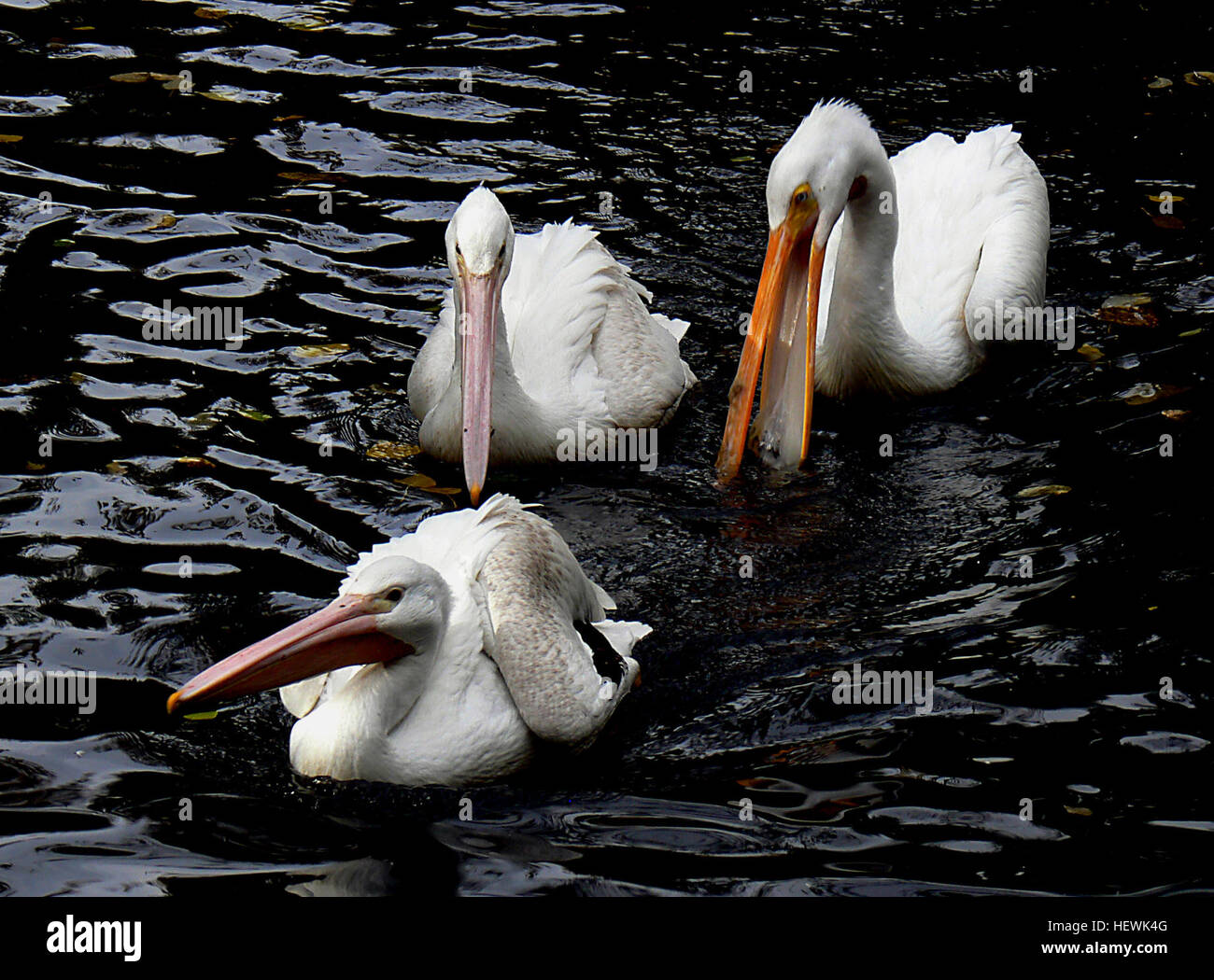 Les pélicans, un genre de grands oiseaux aquatiques de la famille des Pelecanidae, sont connus pour leurs longs becs et leurs grosses poches de gorge, qu'ils utilisent pour attraper des proies et drainer l'eau avant d'avaler. Ces oiseaux se trouvent dans les habitats d'eau douce et côtiers. Banque D'Images