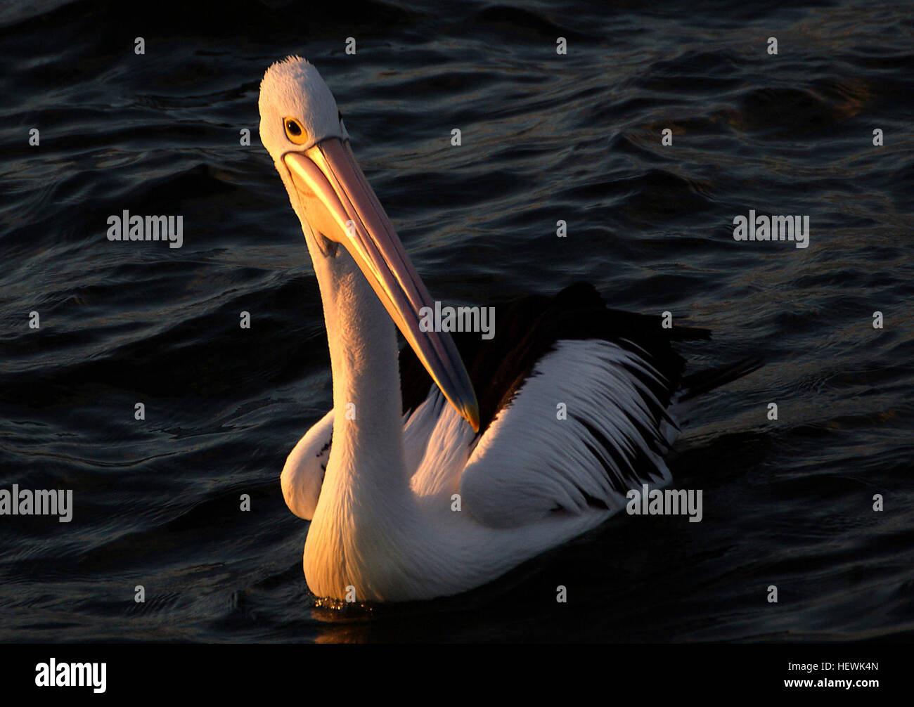 Les pélicans sont de grands oiseaux aquatiques avec huit espèces vivantes présentes sur tous les continents sauf en Antarctique. Ces oiseaux prospèrent dans les environnements côtiers et estuariens où ils chassent les poissons, les crustacés et parfois les petits oiseaux. Leur méthode d'alimentation consiste à utiliser leur grand sac gulaire pour attraper et avaler des proies. Banque D'Images