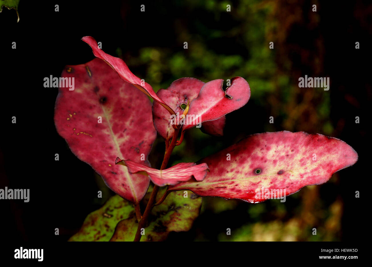 La Nouvelle-Zélande Pepper Tree est un petit arbuste avec des taches rouges sur ses feuilles. Certains sont verts et certains sont plus un buff ou beige couleur, selon la quantité de soleil l'arbuste obtient. Banque D'Images