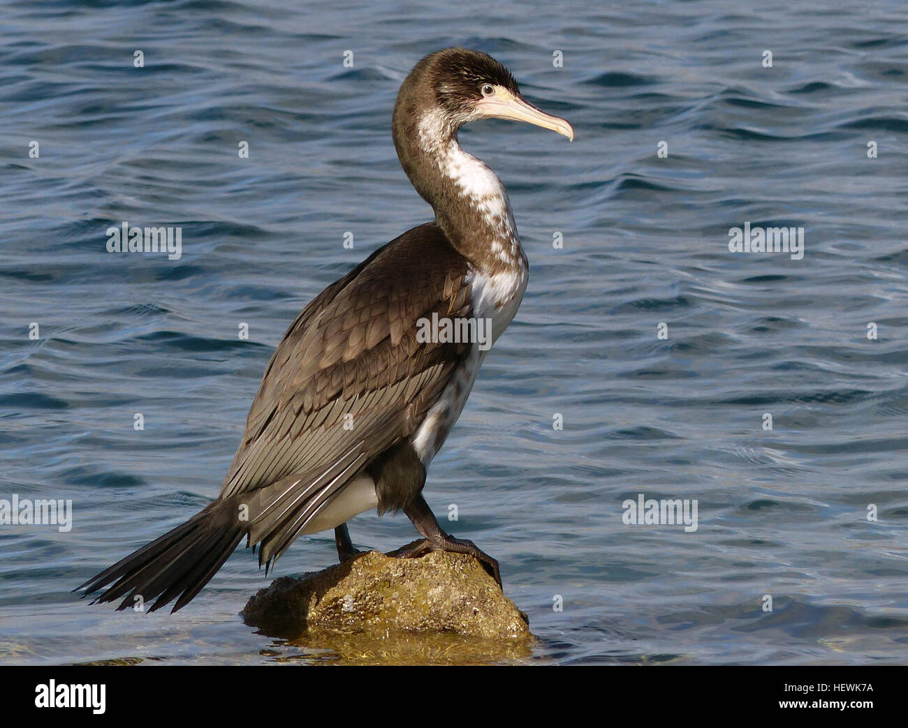 Les chags à pied, originaires de Nouvelle-Zélande, sont des oiseaux côtiers au plumage noir et blanc distinct. Leur bec crochu et leur iris vert les rendent facilement identifiables, avec des adultes reproducteurs montrant une peau jaune et rose-rouge éclatante dans certaines zones. Banque D'Images
