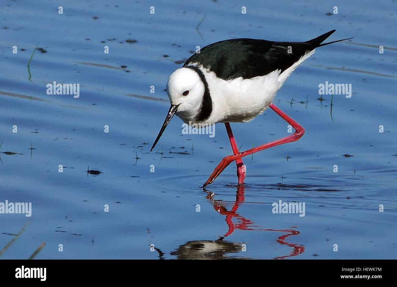 L'échasse-pied (Himantopus himantopus) est un échassier noir et blanc que l'on trouve couramment dans les milieux humides. Ces oiseaux sont généralement observés en grand nombre en automne et en hiver en Nouvelle-Zélande, où ils sont devenus une espèce établie après leur introduction vers 1800. Ils sont connus pour leur construction élancée et leur coloration distinctive, avec une couronne, une nuque et un dos noirs, et un corps blanc. Ils pèsent environ 190 grammes et mesurent environ 35 cm. Banque D'Images