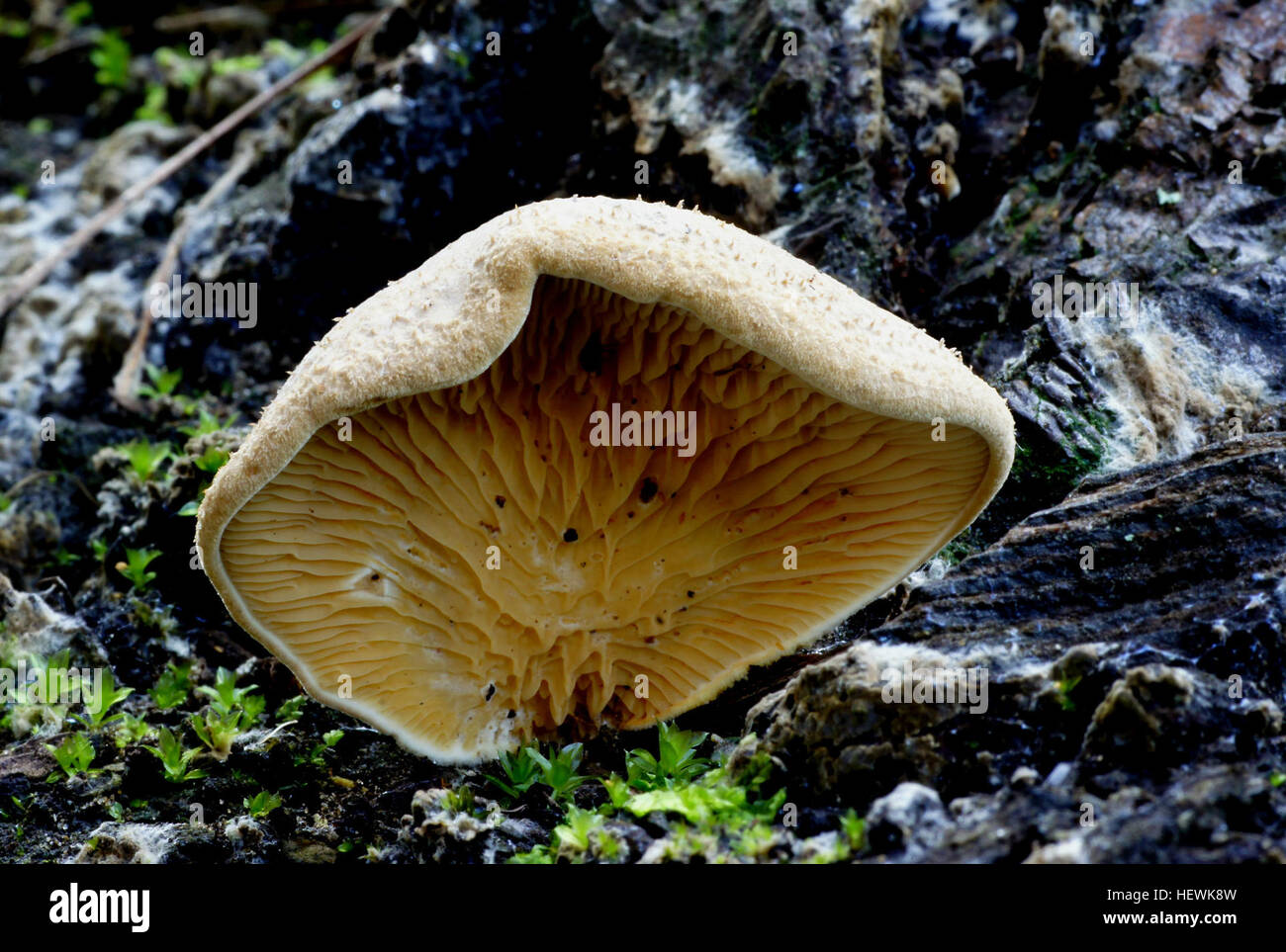 Pleurotus ostreatus, communément appelé champignon d’huître, est un champignon comestible cultivé pour la première fois en Allemagne pendant la Première Guerre mondiale comme source de nourriture, et aujourd’hui largement cultivé dans le monde entier pour un usage culinaire. Banque D'Images