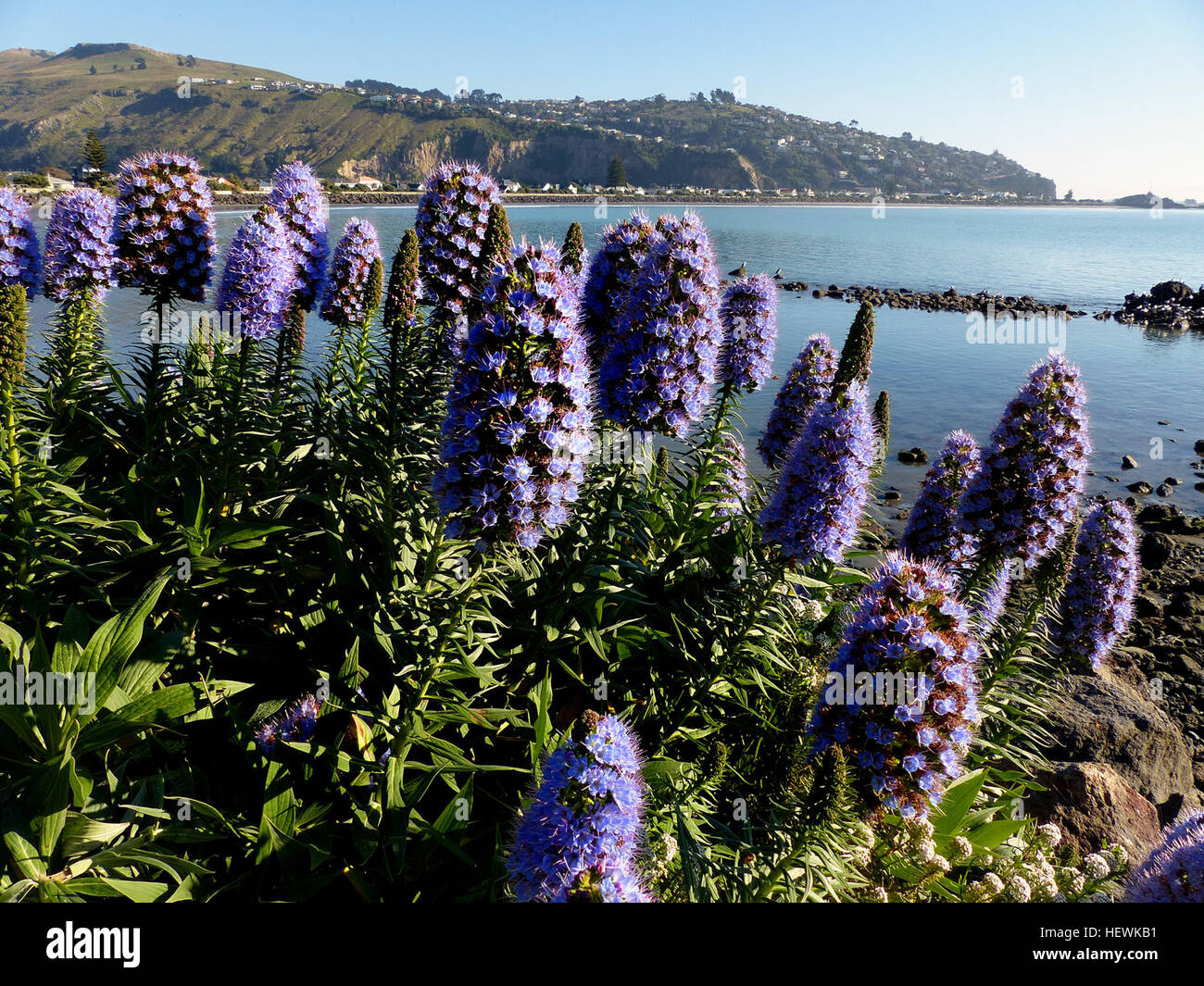 Echium candicans est cultivée dans le commerce de l'horticulture et largement disponible dans le monde entier comme plante ornementale et traditionnelles pour la conservation de l'eau résistant à la sécheresse les jardins. Il est particulièrement adapté pour la côte de la plantation, et c'est un ornement populaire dans les régions côtières de la Californie. Avec une température minimum requis de 5 à 7 °C (41 à 45 °F), dans les zones sujettes au gel il a besoin d'une protection d'hiver. Il a gagné le Royal Horticultural Society's Award of Garden Merit. En Nouvelle-Zélande il est un jardin commun échapper sur des verges et banques bardeaux dans tout les parties les plus sèches des deux prin Banque D'Images