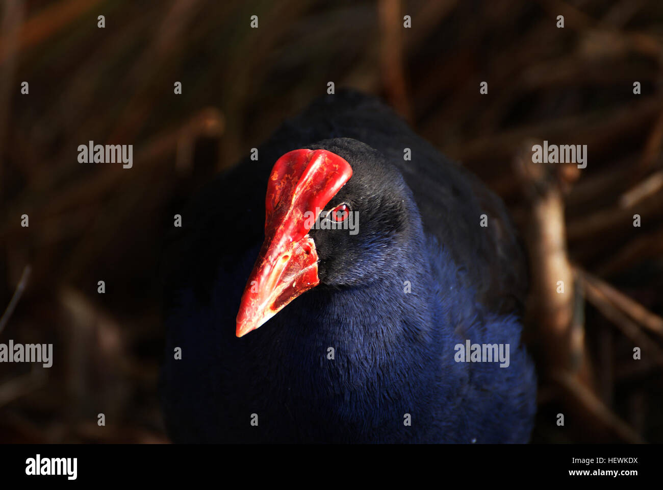 Le Pukeko, également connu sous le nom de poule des marais de Nouvelle-Zélande, est un oiseau indigène de Nouvelle-Zélande. Il appartient à la famille des chemins de fer et prospère dans les prairies et les zones marécageuses. Sa population est restée stable malgré les établissements humains dans la région. Banque D'Images