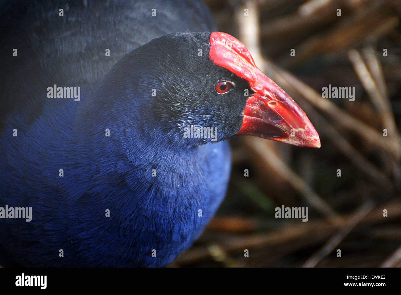 Pukeko, ou le cygne violet, est un oiseau originaire de Nouvelle-Zélande, avec la sous-espèce Porphyrio porphyrio melanotus. Il s'est adapté à un large éventail d'habitats, y compris les marais, les terres cultivées et les parcs urbains, ce qui en fait une espèce résiliente dans le paysage changeant de la Nouvelle-Zélande. Banque D'Images