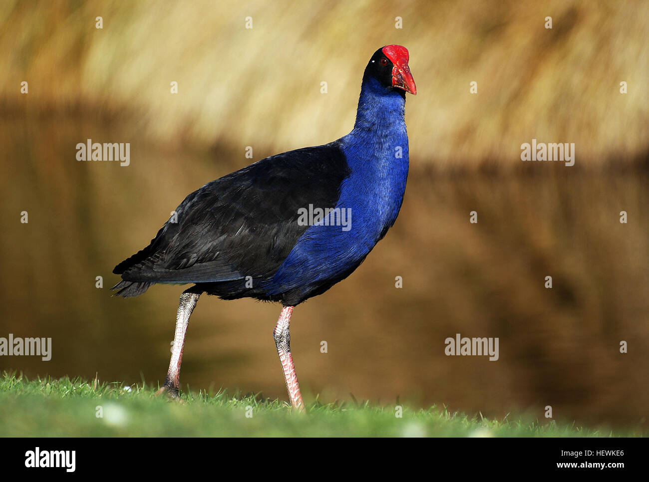 Le Pukeko, ou poule marécageuse de Nouvelle-Zélande, est une espèce d'oiseau indigène en Nouvelle-Zélande. Connu pour son plumage bleu saisissant et son bec rouge, il prospère dans les zones humides et les prairies, souvent vu comme butinant près des routes et dans les zones marécageuses. Banque D'Images