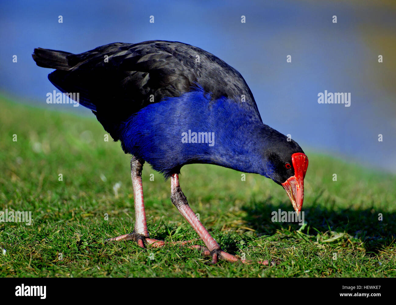 Le Pukeko, ou poule marécageuse de Nouvelle-Zélande, est un oiseau indigène de Nouvelle-Zélande. Connu pour son plumage bleu saisissant et son bec rouge, il est souvent vu dans les zones marécageuses à la recherche de nourriture, se démarquant par la végétation luxuriante de son environnement. Banque D'Images