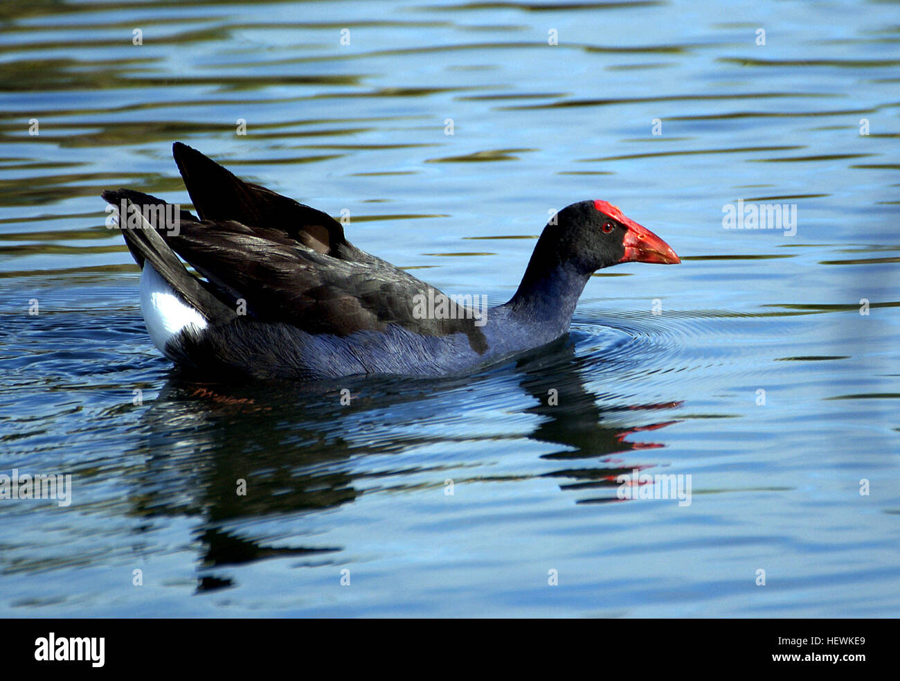 Le Pukeko (Porphyrio porphyrio melanotus) est une sous-espèce de l'écouvillon violet, originaire de Nouvelle-Zélande. On le trouve couramment dans les zones marécageuses et s'est adapté aux environnements urbains. Banque D'Images