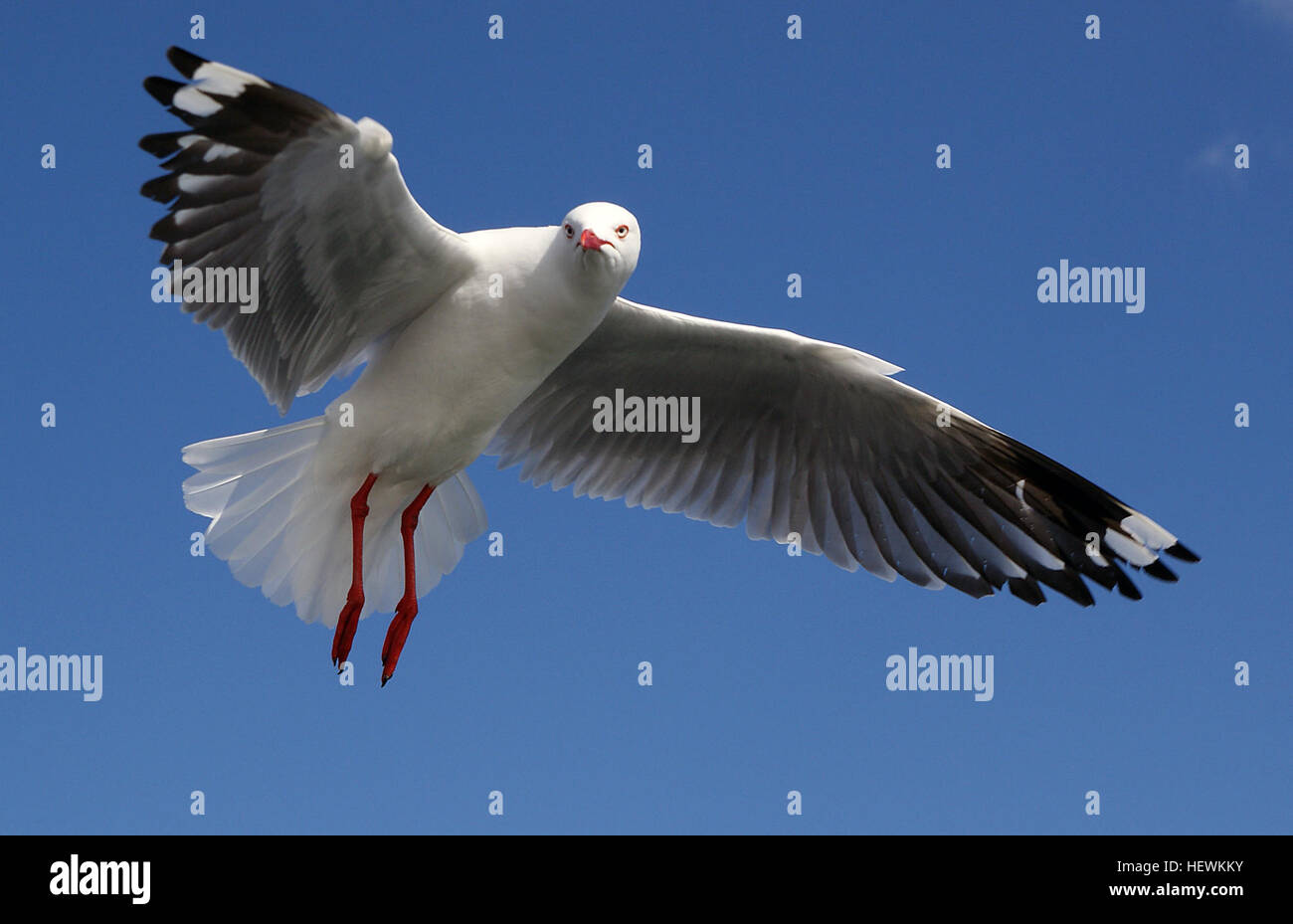Cette photographie montre un Goéland argenté volant (Chroicocephalus novaehollandiae), un oiseau de mer australien. L'image capture l'oiseau en vol, montrant son vol gracieux et son plumage distinctif contre le ciel. Banque D'Images