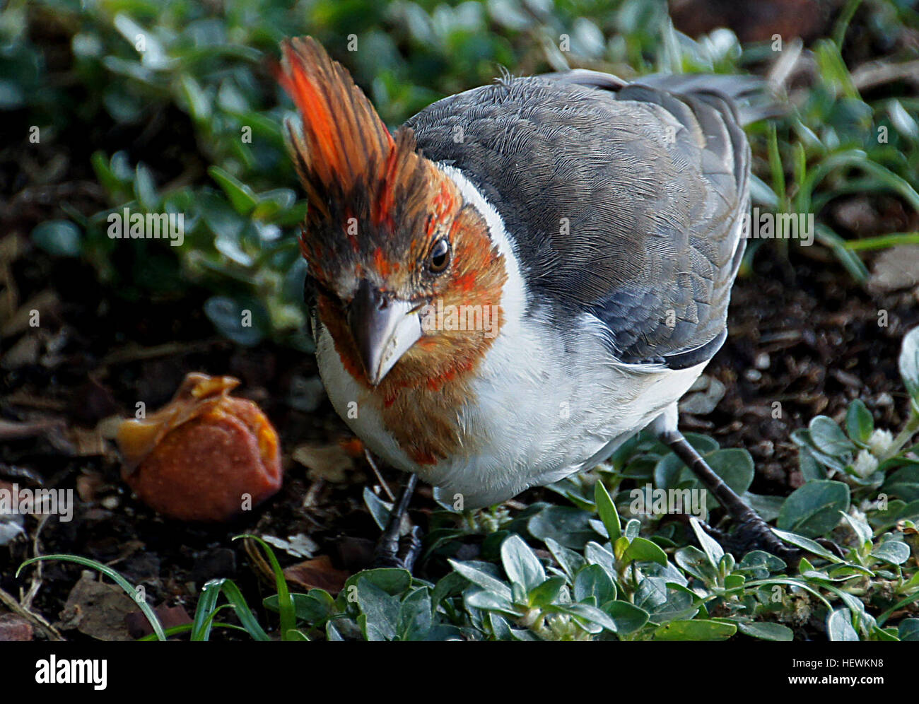 Le Red-crested Cardinal rss sur le terrain pour les semences, plantes, d'insectes et de fruits. Souvent en paires ou en petits groupes familiaux. Aussi connu comme le Cardinal brésilien. Banque D'Images