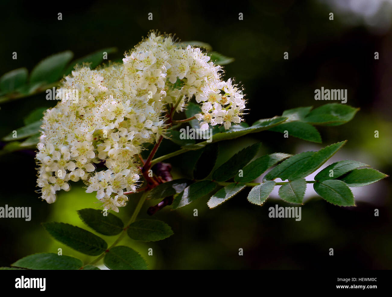 Le rowans ou mountain-cendres sont des arbustes ou des arbres en genre Sorbus de famille des Rosaceae. Ils sont des régions tempérées Régions de l'hémisphère Nord, avec la plus grande diversité d'espèces dans les montagnes de l'ouest de la Chine et de l'Himalaya, où se produisent de nombreux micro-espèces apomictiques. Le nom rowan était à l'origine appliqué à l'espèce Sorbus aucuparia, et est également utilisé pour d'autres espèces dans le sous-genre Sorbus Sorbus. Rowans sont sans rapport avec la véritable frêne, qui appartiennent au genre Fraxinus, oléacées, si leur similarité superficielle laisse porter. Banque D'Images