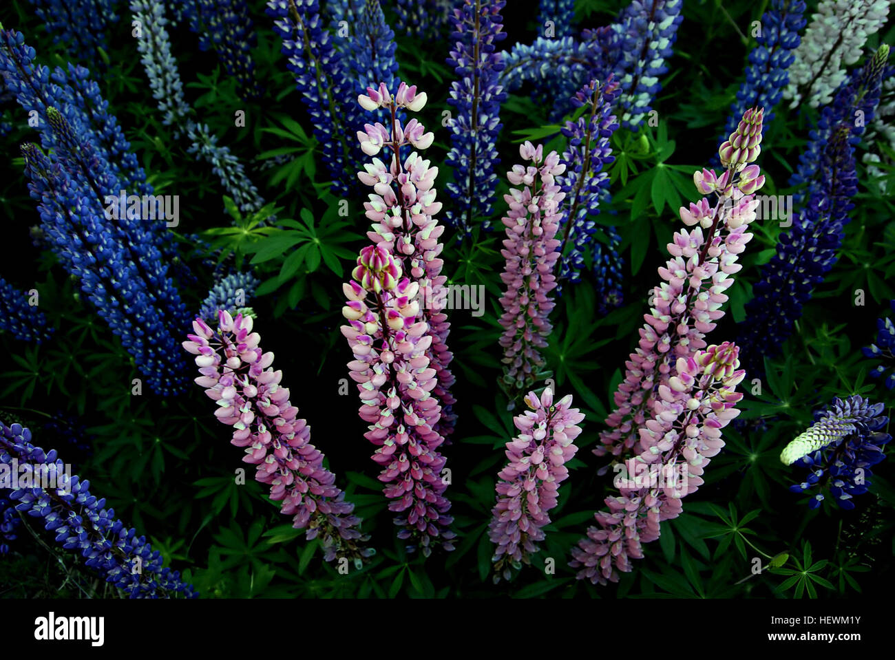 En Nouvelle-Zélande, où il est connu sous le nom de lupin, Lupinus polyphyllus Russell est considéré comme une espèce envahissante [citation nécessaire et couvre de vastes zones à côté des routes, les pâturages et d'eau, en particulier dans la région de Canterbury. Il est documenté comme étant d'abord naturalisée en 1958 et il a été suggéré que les conducteurs d'autobus d'excursion se propager délibérément des graines de la plante pour favoriser la végétation colorée dans des domaines où certains touristes peuvent envisager d'être plutôt terne. Banque D'Images