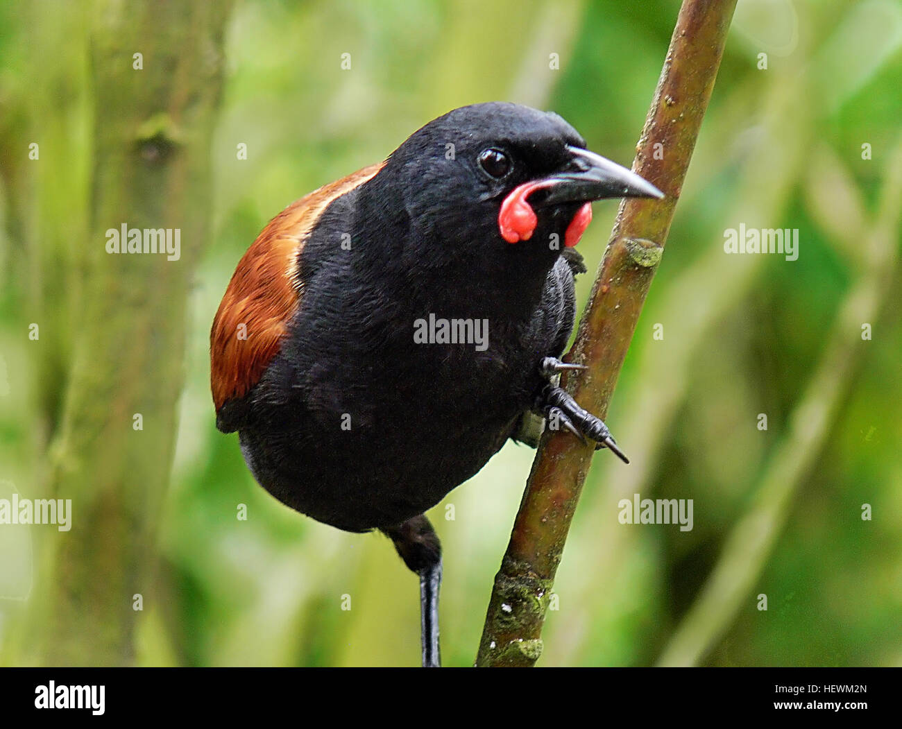 Un Oiseau Indigène De La Nouvelle Zélande Un Oiseau