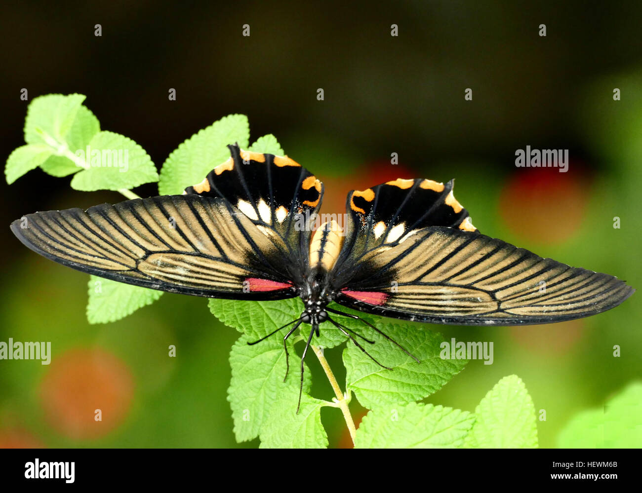 Papillons machaons sont grandes, papillons colorés dans la famille des Papilionidae, et comprennent plus de 550 espèces.Si la majorité sont des scieries, des membres de la famille vivent sur tous les continents sauf l'Antarctique. La famille comprend les plus grands papillons du monde, les ornithoptères Ornithoptera du genre Banque D'Images