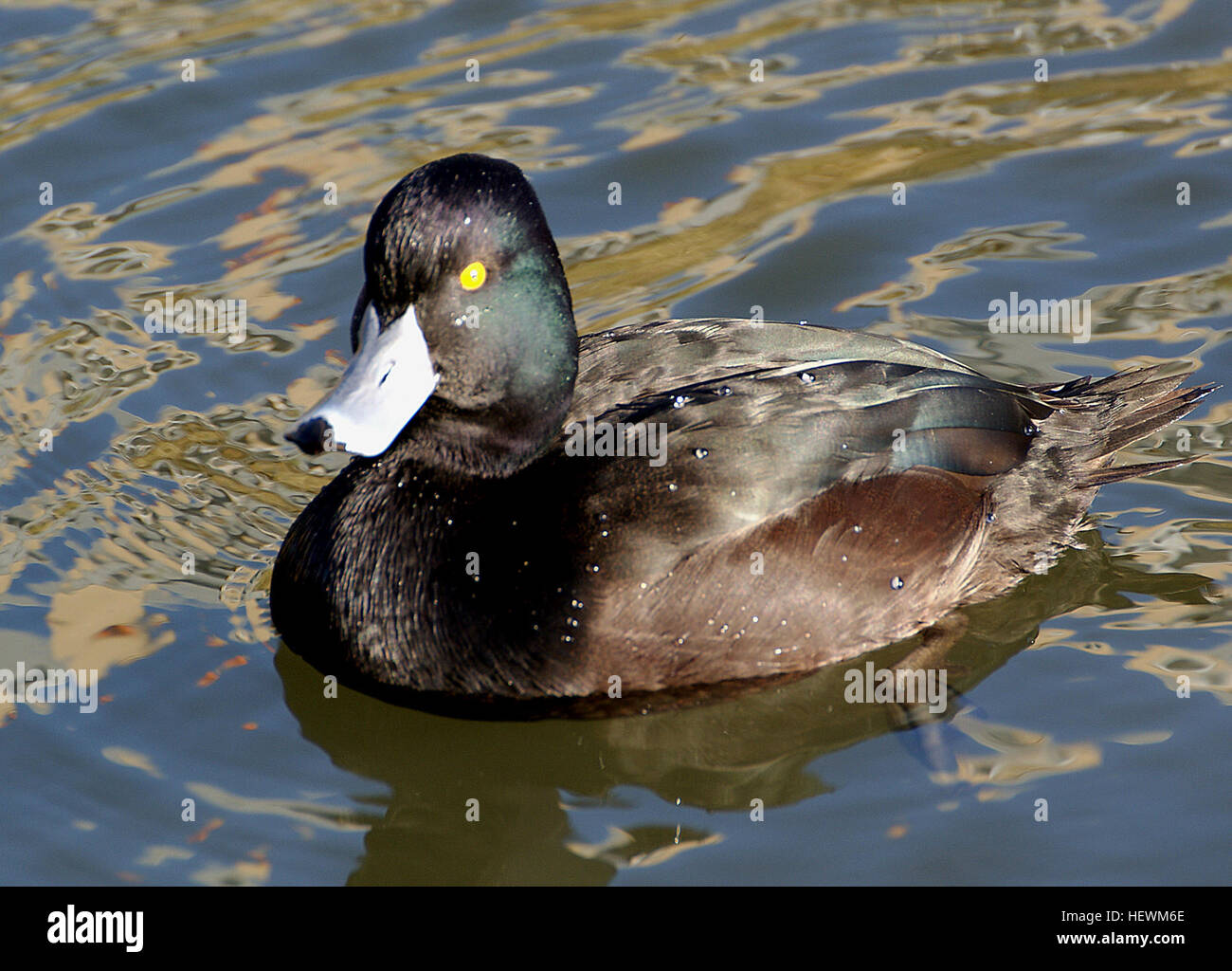 Cette photographie montre diverses sauvagines, y compris un canard à Daffy et un Scaup, capturés dans leur habitat naturel d'étang. Les couleurs vibrantes de leurs plumes se distinguent sur l'eau calme, soulignant la beauté des oiseaux aquatiques. Banque D'Images