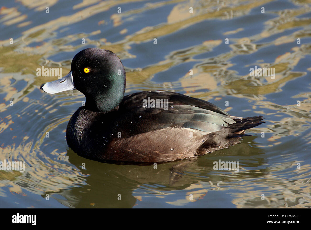 Cette photographie en gros plan met en évidence un canard croûte vibrant (Aythya marila), en se concentrant sur son œil aiguisé et son plumage distinct. L'oiseau est vu dans son habitat naturel d'étang, entouré de sauvagine et mettant l'accent sur le cadre paisible. Banque D'Images