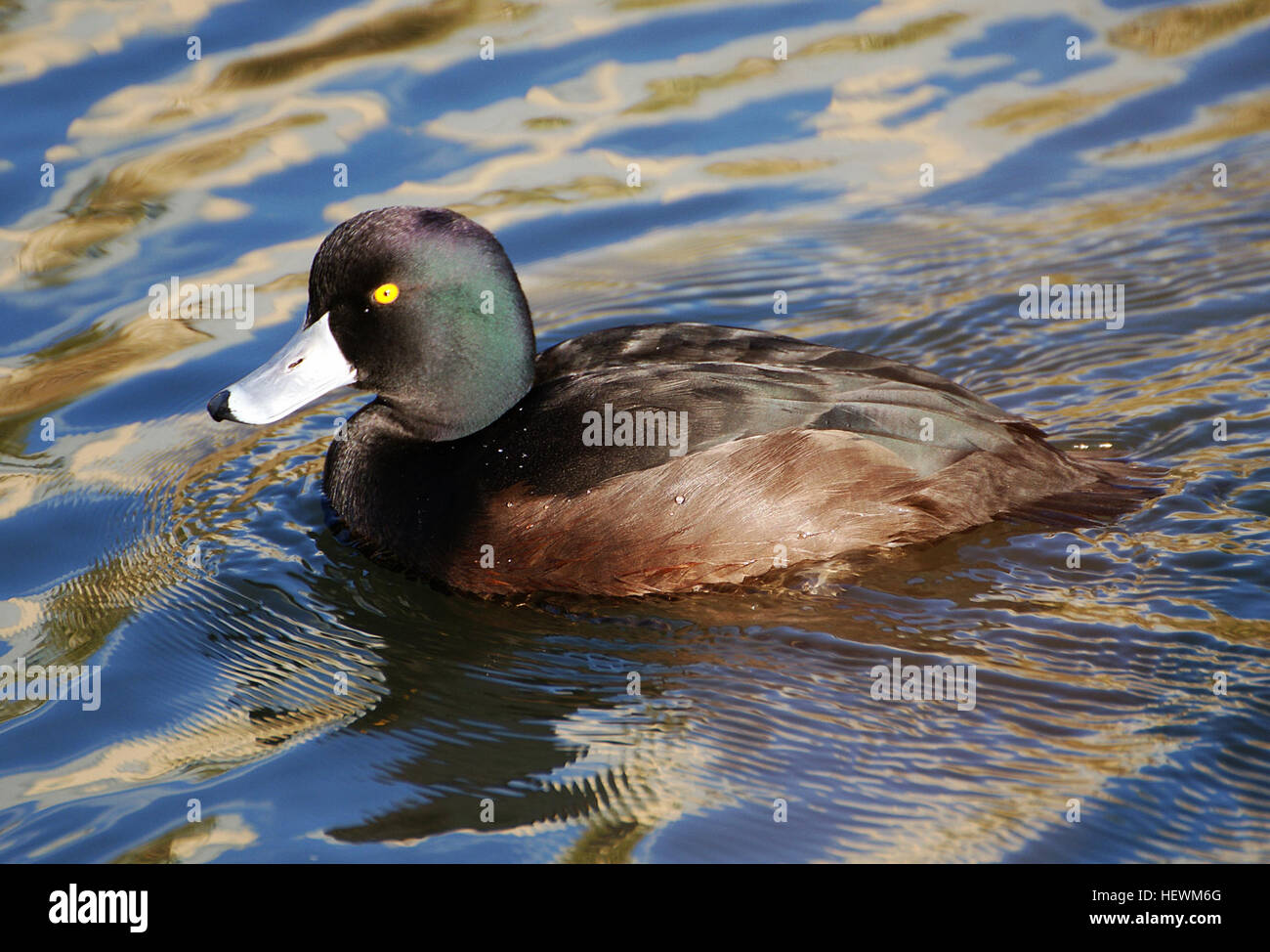 Cette image capture une scène de sauvagine, y compris des espèces telles que le Daffy, le Scaup et le canard à tête jaune. Les oiseaux sont observés dans leur habitat naturel, probablement autour d'un étang, mettant en valeur les caractéristiques de ces canards, y compris leurs yeux et plumage distincts. Banque D'Images