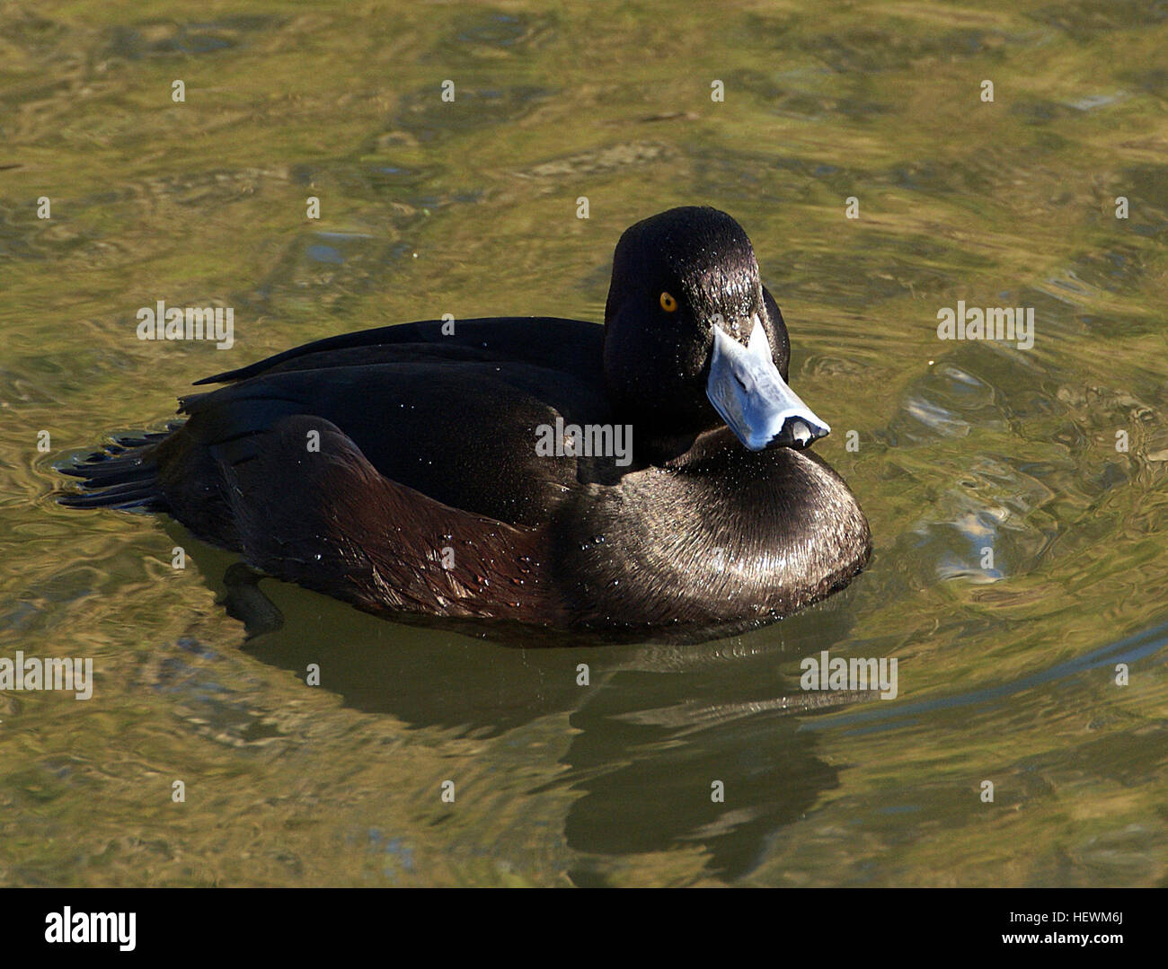 Cette photographie capture un canard Daffy, un canard Scaup et une sauvagine à bec jaune dans un étang serein. L'image souligne les couleurs vives et l'habitat naturel de ces espèces de sauvagine. Banque D'Images