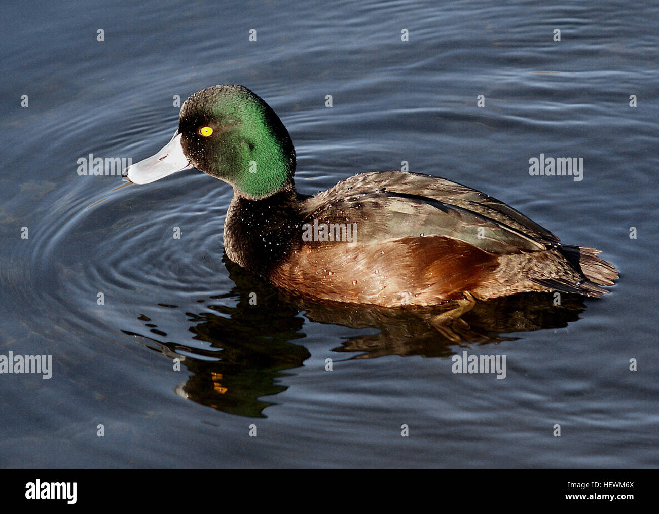 Cette photographie capture une variété de sauvagine, y compris un canard de Daffy et Scaup, dans leur habitat naturel d'étang. L'image met en évidence les caractéristiques distinctes de ces oiseaux, telles que leur plumage vibrant et leurs yeux vifs, mettant en valeur la beauté de la faune aquatique. Banque D'Images