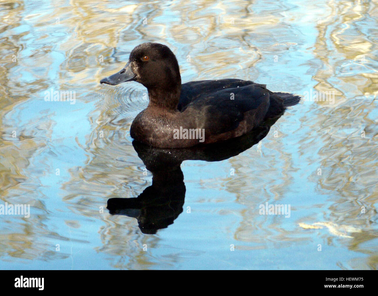 Le scarabée de Nouvelle-Zélande (Aythya novaeseelandiae), également connu sous le nom de sarcelle noire, est un canard plongeur originaire de Nouvelle-Zélande. Cette espèce se caractérise par son plumage sombre et son comportement de plongée dans les lacs et les étangs d'eau douce. Banque D'Images