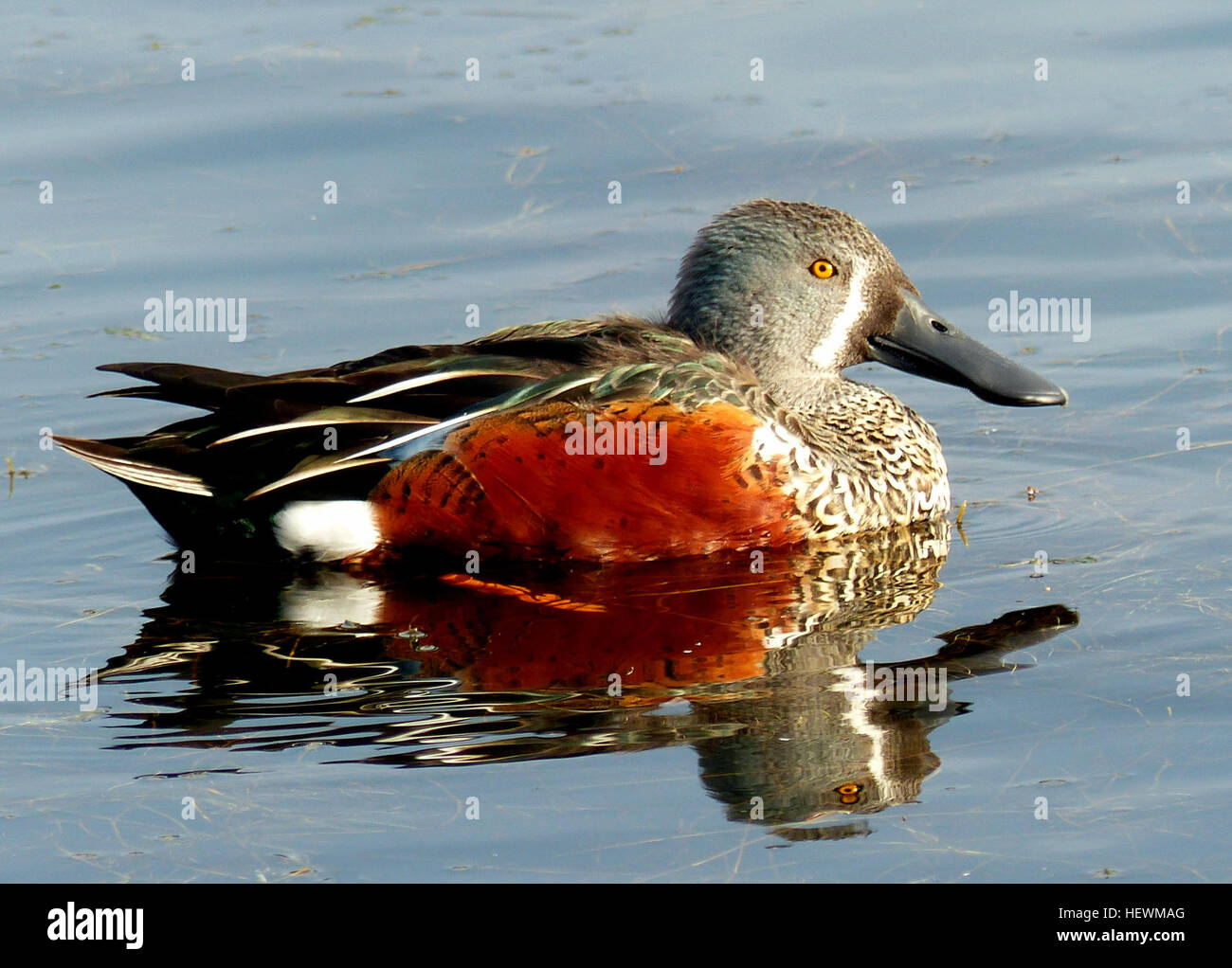 La pelle (Anas rhynchotis) est un canard distinctif connu pour son bec large, semblable à une pelle et son plumage coloré. Originaire de Nouvelle-Zélande, il présente une apparence vibrante, en particulier chez les mâles pendant la saison de reproduction. Les femelles sont plus modérées en couleur, et les juvéniles ont des caractéristiques similaires. Banque D'Images