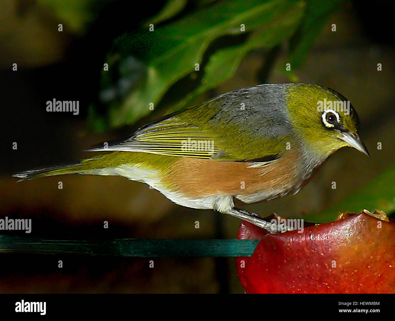Le silvereye, également connu sous le nom de wax-eye ou Zosterops lateralis, est un petit oiseau originaire de Nouvelle-Zélande. Il est connu pour son anneau oculaire caractéristique et son plumage vert olive, souvent trouvé dans les forêts et les jardins à travers le pays. Banque D'Images