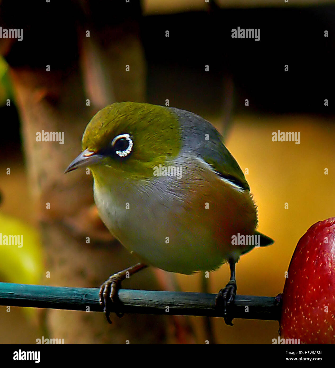 ,,Oiseaux,Nouvelle-Zélande,yeux argentés,Silvereye,Petit oiseau,yeux,Cire Cire-eye,Zosterops lateralis Banque D'Images