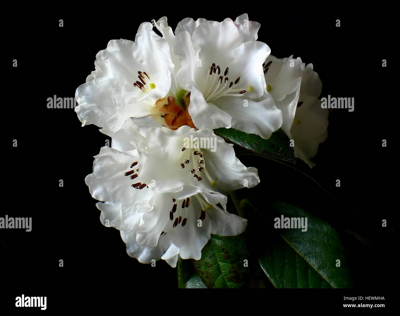 Ication (,),Rhododendron,neige,dame Banque D'Images