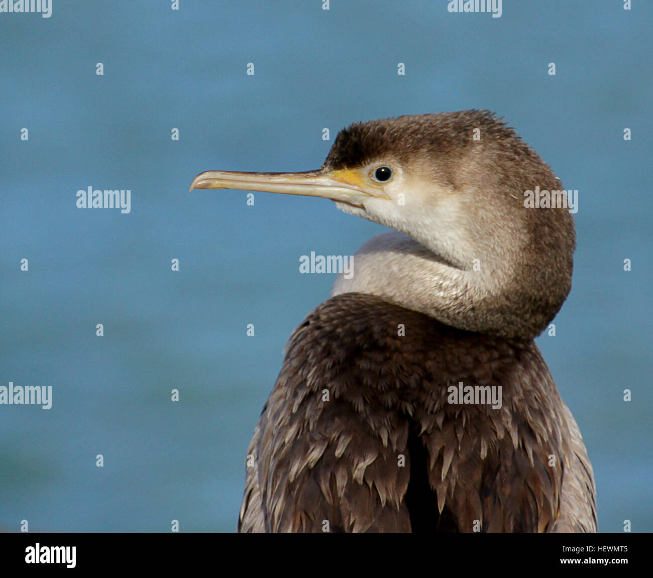 Un tiers de la Shag espèces sont trouvés en Nouvelle-Zélande, où ils sont des icônes de lac et de paysages côtiers. La diversité des rivages et de riches ressources marines et d'eau douce offrent de nombreux habitats pour ces chambres élégantes, tout droit des oiseaux. Banque D'Images