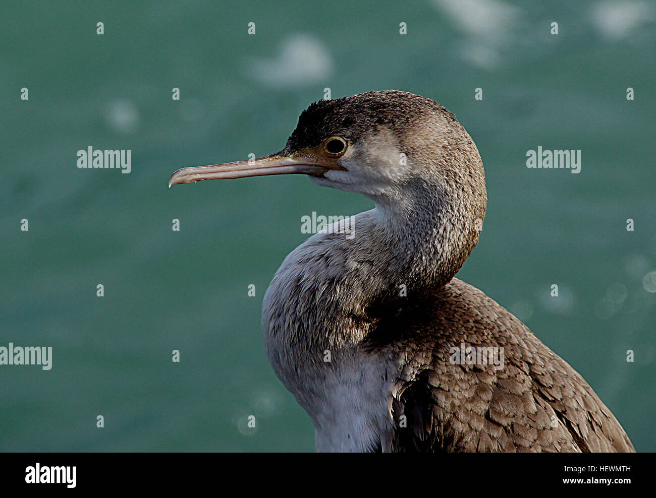 Le Shag tacheté, ou Parekareka (Stictocarbo punctatus), est une espèce de cormoran trouvée exclusivement en Nouvelle-Zélande. Il a été autrefois classé dans le genre Phalacrocorax mais plus tard reclassé en raison de son apparence distincte. L'oiseau est remarquable pour son plumage saisissant et son habitat océanique. Banque D'Images