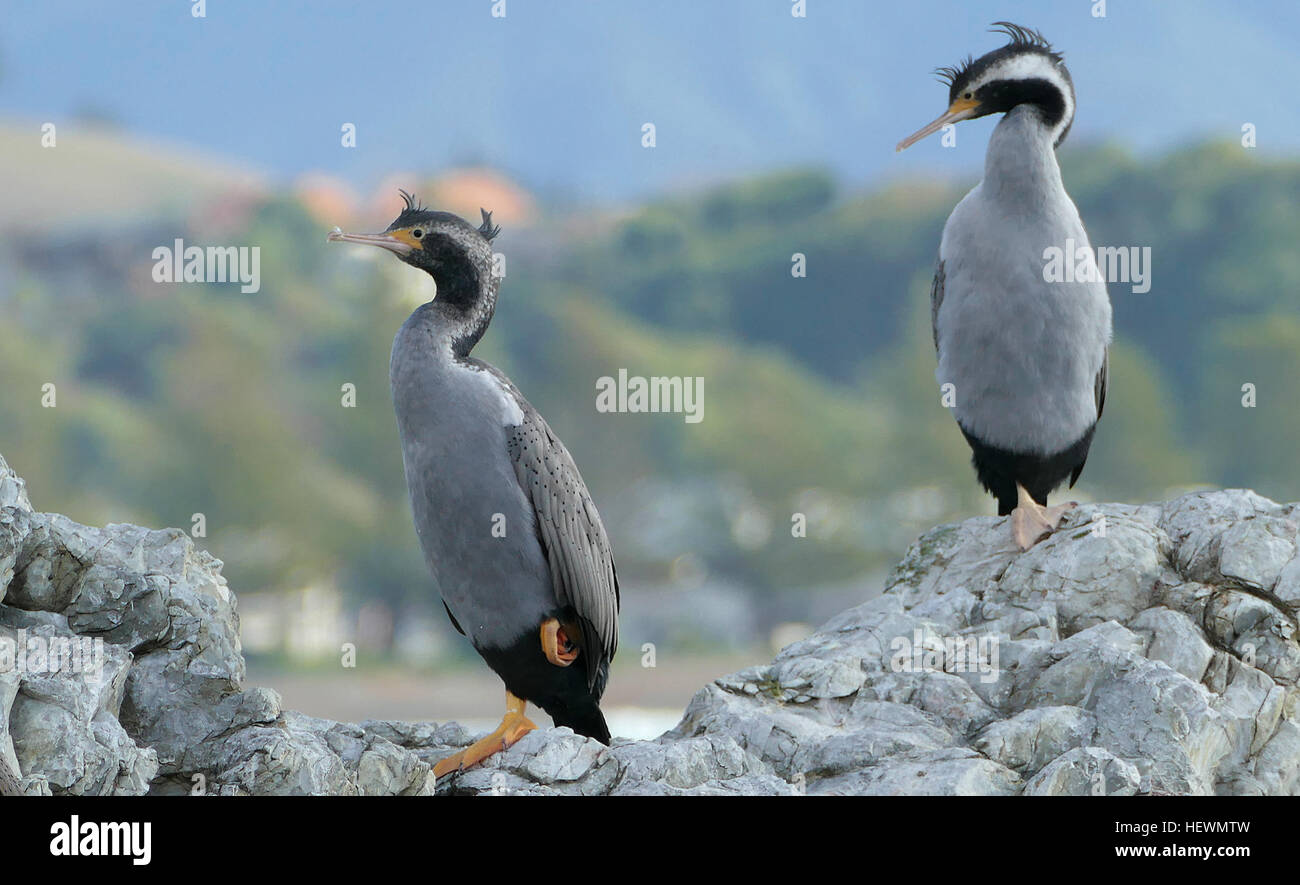Le Spotted Shag Est Une Entreprise De Taille Moyenne Gris