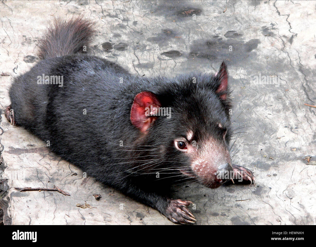 Le diable de Tasmanie est un marsupial carnivore de la famille des Dasyuridae, maintenant à l'état sauvage que sur l'île Australienne État de Tasmanie. Banque D'Images