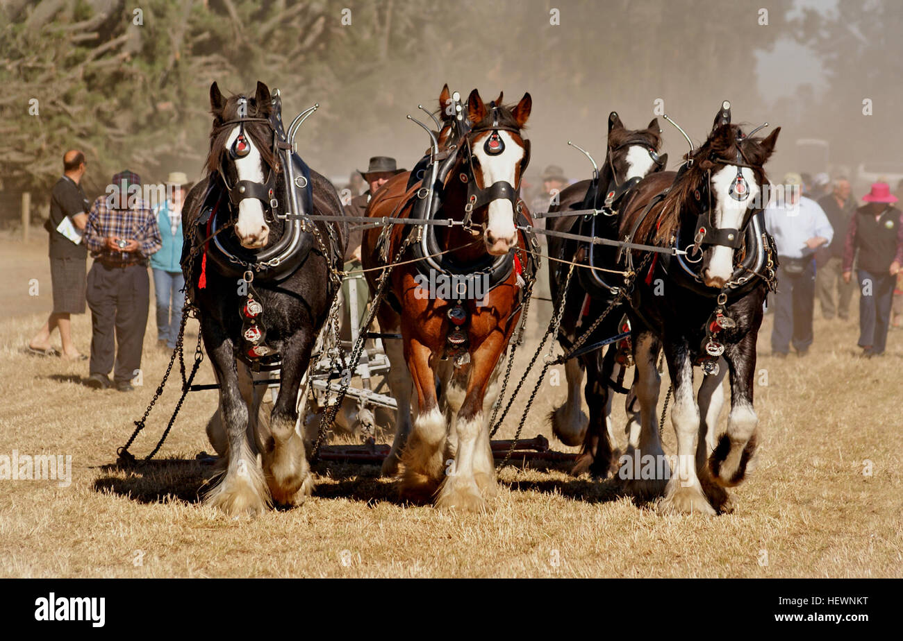 Chevaux de trait et projet de crossbreds sont polyvalents races utilisées aujourd'hui pour une multitude de fins, y compris l'agriculture, le projet de l'exploitation forestière, montrant, de loisirs, et d'autres utilisations. Ils sont aussi couramment utilisés pour les croisements, particulièrement à la lumière équitation races telles que le pur-sang dans le but de créer des chevaux de sport. Bien que la plupart des chevaux de trait sont utilisés pour la conduite, ils peuvent être montés et certains des plus léger projet de races sont capables les artistes interprètes ou exécutants sous la selle. Banque D'Images