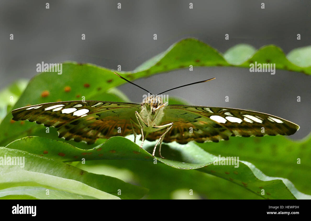 Le Clipper (Parthenos sylvia) est une espèce de papillon nymphalid trouvés en Asie du Sud et du Sud-Est, principalement dans les zones forestières. Le Clipper est un papillon volant rapide et a l'habitude de voler avec ses ailes clapote, raide, entre la position horizontale et quelques degrés au-dessous de l'horizontale. Il peut glisser entre les jaillissements de battre. Banque D'Images