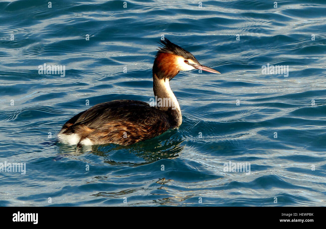 Le Southern Crested Grebe, également connu sous le nom de Southern Crested Grebe, est un oiseau plongeur d'eau douce originaire de Nouvelle-Zélande. C'est une espèce protégée, avec seulement environ 300 individus restant dans la nature. L’habitat de l’oiseau se trouve principalement dans les lacs subalpins et alpins de l’île du Sud de la Nouvelle-Zélande. Banque D'Images