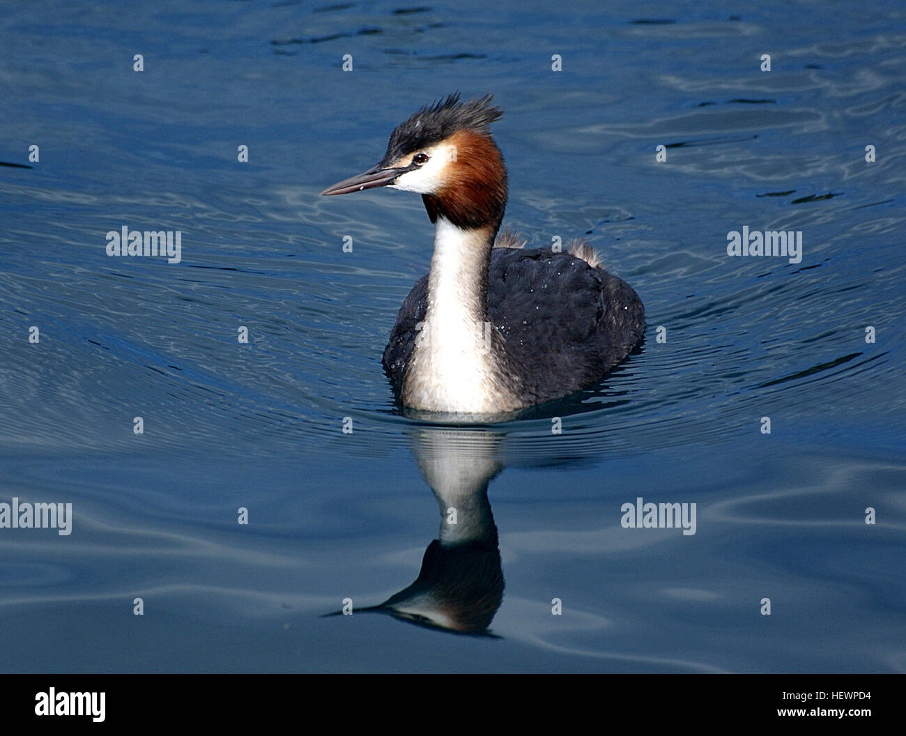 Le grebe australasien à crête est un oiseau plongeur caractéristique, que l'on trouve couramment dans le sud de la Nouvelle-Zélande. Il se caractérise par un cou mince, un bec noir pointu et une double crête noire avec des volants de joue de châtaignier. Cette espèce est connue pour ses appariements complexes et son comportement unique de porter ses jeunes sur son dos en nageant. Il appartient à une ancienne famille d'oiseaux aquatiques plongeurs trouvés dans le monde entier. Banque D'Images