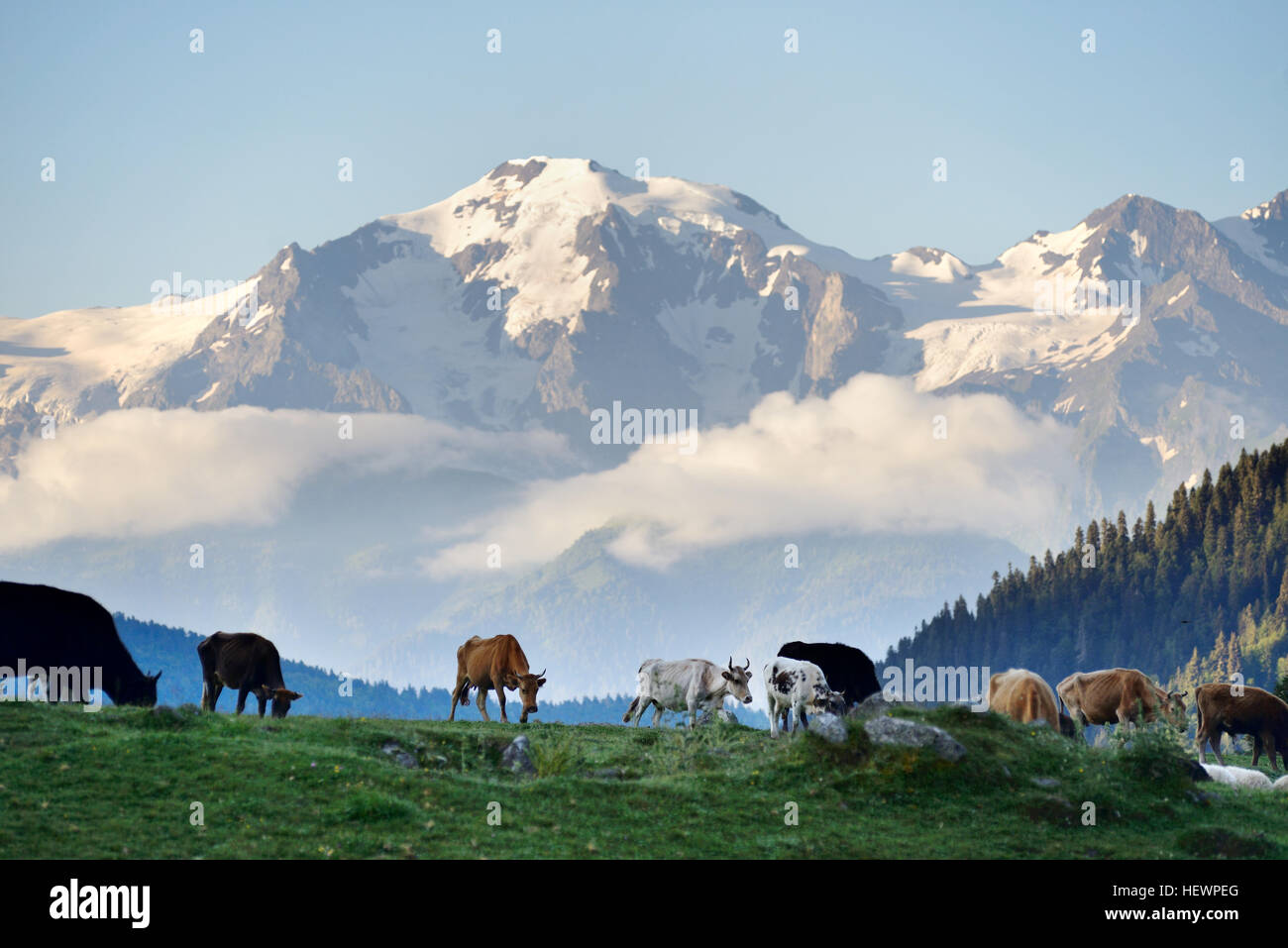 Le pâturage des vaches, Mazeri Village, Caucase, Géorgie, Svaneti Banque D'Images