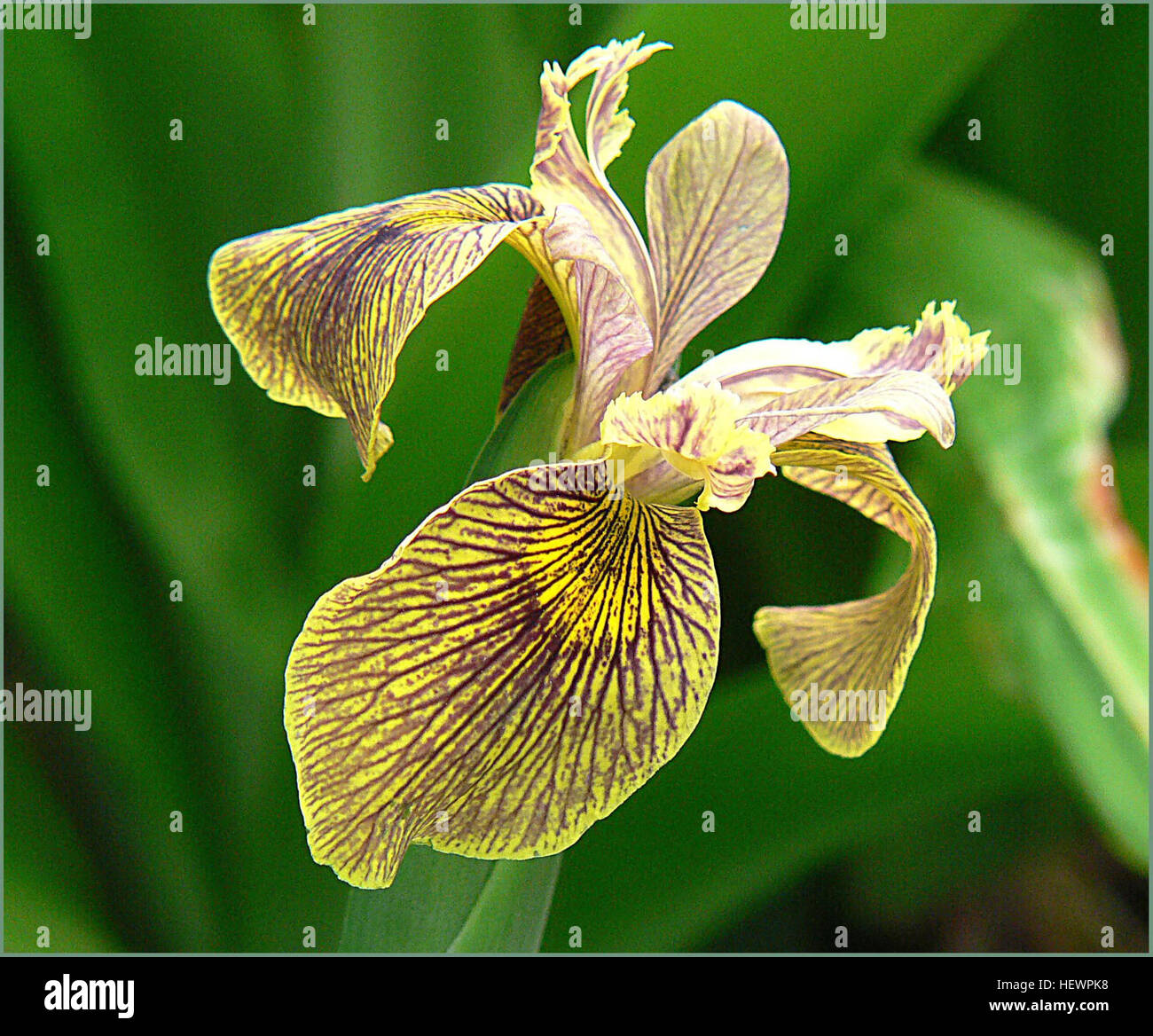 L'œuvre d'art présente une représentation délicate de fleurs d'iris, mettant en valeur leurs couleurs vibrantes et la structure complexe des pétales. Les iris sont connus pour leur signification symbolique de foi, d'espoir et de sagesse, souvent capturés dans des illustrations botaniques et des peintures florales. Banque D'Images