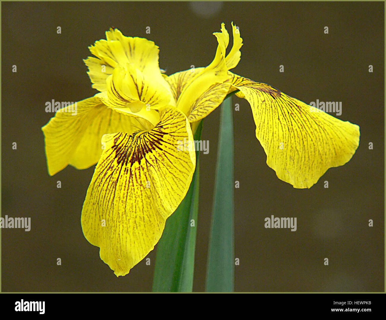 Un gros plan de fleurs d'Iris vibrantes en pleine floraison, mettant en valeur leurs pétales uniques et colorés et leurs détails complexes. Les iris sont populaires dans les jardins et symbolisent la sagesse et le courage. Ces fleurs sont largement cultivées dans les régions tempérées, admirées pour leur gamme variée de couleurs et de formes. Banque D'Images