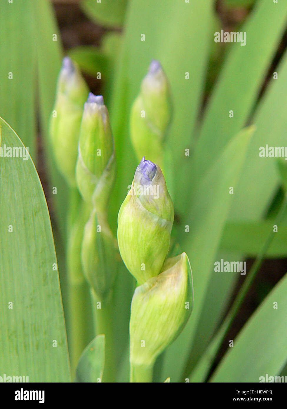 Cette image présente diverses espèces d'iris, des fleurs connues pour leurs couleurs vives et leur signification symbolique dans l'art et la culture. Les iris sont souvent associés à la pureté, à la sagesse et à l'espoir, ce qui en fait un sujet fréquent dans les illustrations botaniques et les œuvres artistiques. Les détails complexes des fleurs soulignent leur importance dans l'histoire naturelle et la représentation artistique. Banque D'Images